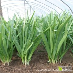 韭菜,绿色认证韭菜。