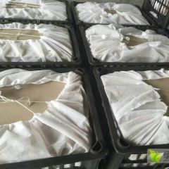 山西万荣嘎啦苹果