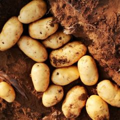 806，荷兰十五，226大量上市