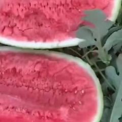 甘肃庆阳西瓜..金花一号.金城五号.林丰999等