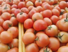 刚刚下来的优质西红柿，品种，毛粉每年国庆节到来年3月都一直有货，欢迎
