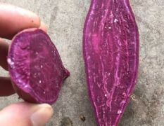 小花叶紫罗兰紫薯大量供应中