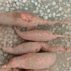 廊坊安次区烟薯25货品保质保量，口感软糯甜