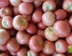 精品西红柿大量供应，通货精品都有。光泽亮，