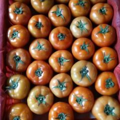 优质西红柿上市了