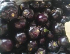 茄子，精品紫光圆茄15163577099