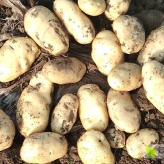 荷兰806-荷兰十五