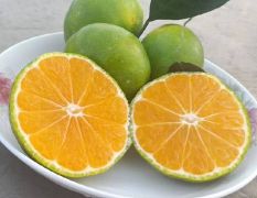 特早熟蜜橘产地直销，看园采果
