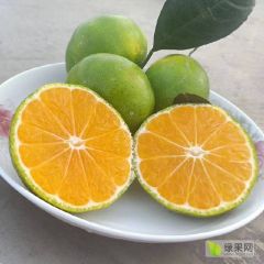 特早熟蜜橘产地直销，看园采果