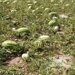 扎子塬西瓜出售