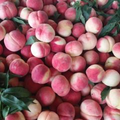 红岗山毛桃大量上市中