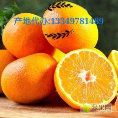 特早蜜橘产地退伍军人耿直代办