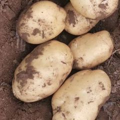 承德围场土豆 荷兰系列806 荷兰15 黄白心土豆 热销全国