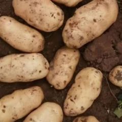 赤峰土豆供应全国 荷兰系土豆 冀张薯226