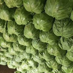 我县优质甘蓝已上市，欢迎有需求的老板前来选购！！