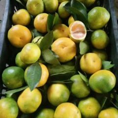 特早蜜橘价钱实惠皮薄汁多