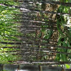 广西龙州县最早成熟黑皮甘蔗