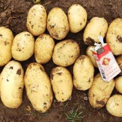 2019年开8月10号沽源县土豆开始上市，张小云17330321