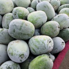 新野冬瓜大量上市 ，品种繁多任您选购