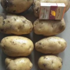 荷兰十五土豆-806