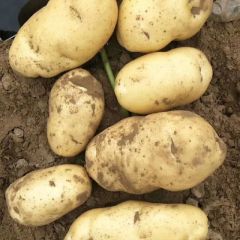 翼张226土豆大量供应