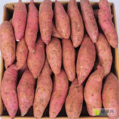 安徽省六安市红薯出售啦，需要的朋友请联系