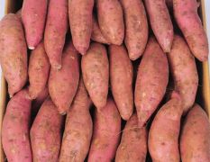 安徽省六安市红薯出售啦，需要的朋友请联系