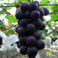 辽宁熊岳镇巨峰葡萄代购