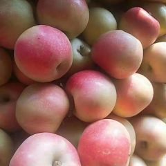 嘎啦美八大量供应