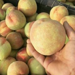 申川中岛蜜桃半斤以上