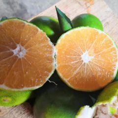 广东柑橘柑桔批发#广西柑桔批发#福建柑橘批发#