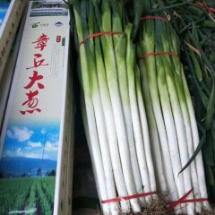 章丘大葱 长白大葱