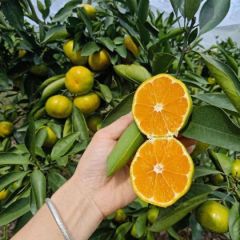 特早蜜橘、一手货源