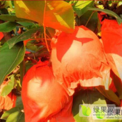 黄金梨大量上市，果农直销，无杂费！