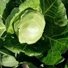 蔚县旱地甘蓝蔬菜基地