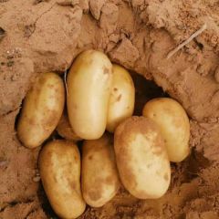 纯沙地土豆中佳2号