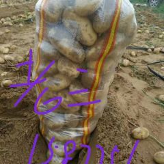 基地土豆开圈，品种多，价格一手