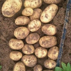 货源多品相好诚信第一