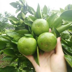 特早蜜桔，新鲜采摘，宜昌大供应