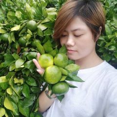 特早蜜橘大量供应。