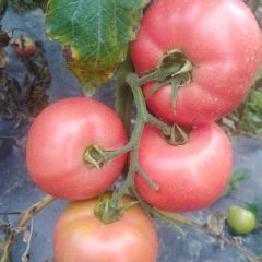 西红柿大量供应，品质保证，价格实惠，欢迎咨询！