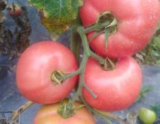 西红柿大量供应，品质保证，价格实惠，欢迎咨询！