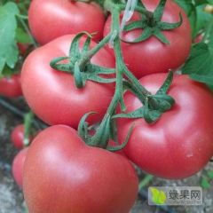 内蒙古赤峰市宁城县大城子镇瓦房硬粉基地