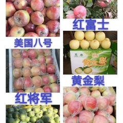 山东潍坊嘎啦苹果种植基地