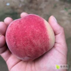 山东临沂脆甜富岛红桃子开始上市！