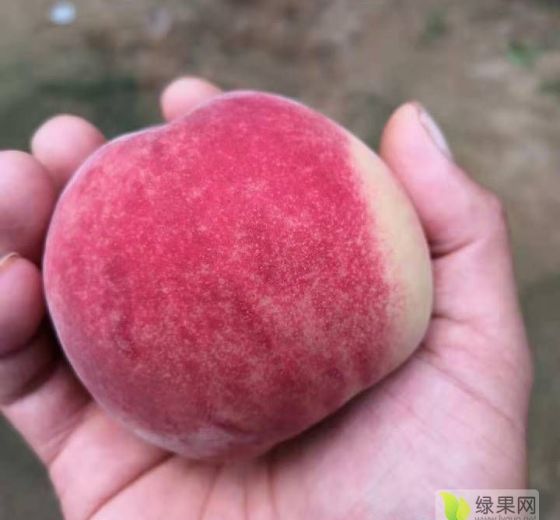2019年山东平邑富岛红价格