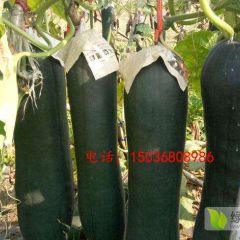 2019河南黑皮冬瓜大量上市 铁心999 黑先锋