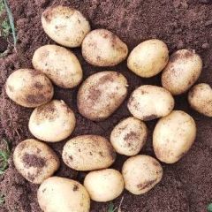 沽源县V系列土豆上市，张小云