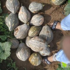 香芋南瓜河南首家基地大量货源，精品靓货