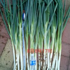 20亩长白大葱可以供应市场了